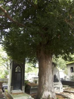 7. Symbolisme immémorial de l'if, l'arbre sacré des cimetières.